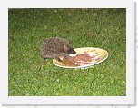 Egels in de tuin 042 * 3648 x 2736 * (6.91MB)